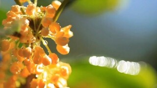 [ซีรีย์] คัทซีนฉากสไตล์โบราณสวย ๆ ดูแล้วเพลินมาก
