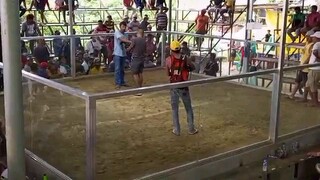 2 cock derby first fight