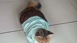 Cat in Baju Raya