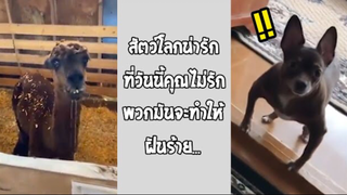 รวมคลิปตลกๆ : สัตว์โลกเเสนน่ารัก (หรือเปล่านะ??)