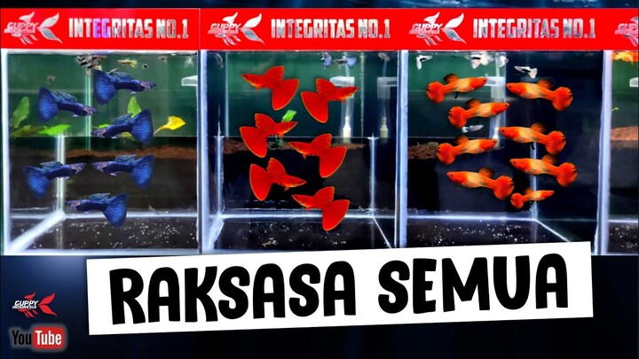 CIRI GUPPY KUALITAS GIANT AFR DAN GIANT PLATINUM BLUE TUXEDO