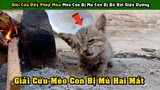 Cuộc Giải Cứu Đầy Phép Màu Chú Mèo Con Bị Mù Còn Bị Bỏ Rơi Giữa Đường | Tám Tới Tấp