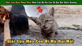 Cuộc Giải Cứu Đầy Phép Màu Chú Mèo Con Bị Mù Còn Bị Bỏ Rơi Giữa Đường | Tám Tới Tấp