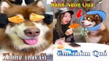 Thú Cưng TV | Dương KC Pets | Gấu Alaska Gia Gia #6 | chó thông minh vui nhộn | funny cute smart dog