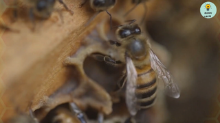 Ong Thường VS Ong Bắp Cày Khổng Lồ. Loài Nào Sẽ Thắng ?  #kienthuc
