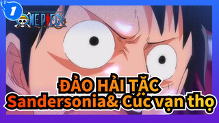 ĐẢO HẢI TẶC|Luffy VS. Boa Sandersonia& Boa cúc vạn thọ_1