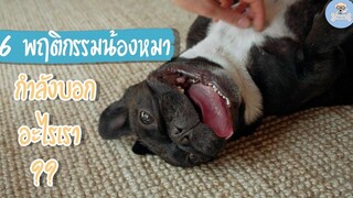 16 พฤติกรรมน้องหมากำลังบอกอะไรเรา SudPad-Dog