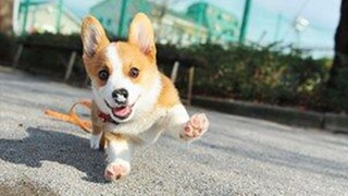 New Cutest Puppies Ever Compilation 2021 | Cute Puppy Doing Cute Things | Cute Animals