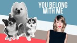 You Belong With Me but Dogs Sung It (Doggos and Gabe)