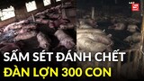 Sét đánh chết đàn lợn 299 con, người chủ thoát nạn trong gang tấc