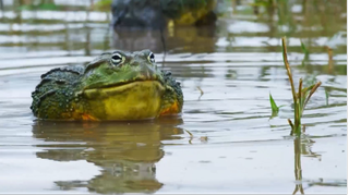 Bullfrog Battle Royale