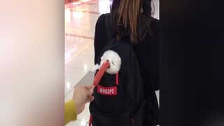 đã nguời ta đang giảm cân mà cứ ép ăn hà thucung thucung tiktok lovedog maiyeuthucung