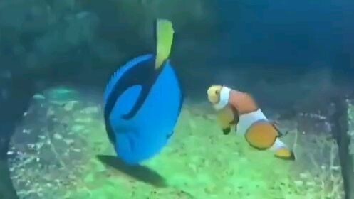 nemo dan dory didunia nyata