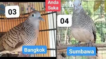 perbedaan suara jenis jenis burung perkutut