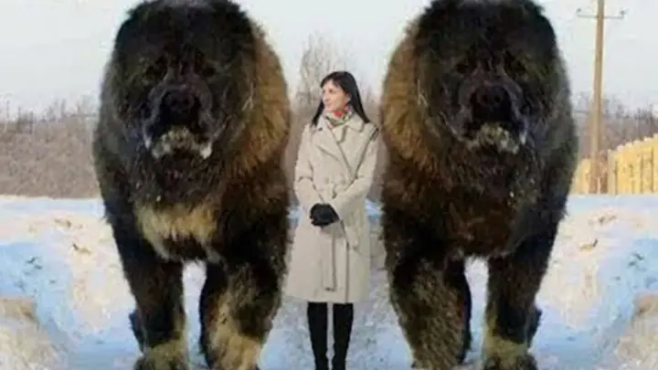 The 10 largest dogs in the worl: Everyone wants to have one