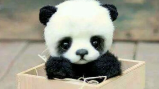 Baby Pandas 🔴 Cute and Funny Baby Panda Videos Compilation (2018) Pandas Bebes Recopilación