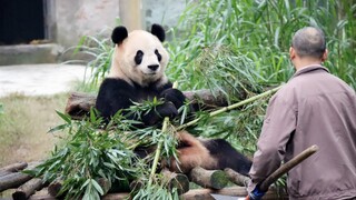 Lan Xiang adalah panda terlembut yang pernah kutemui.