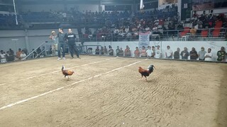 3cock derby  win   Manila De Colesio 88k vs 110  #Black_Gamefarm