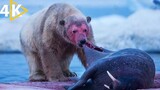 National Geographic Documentary On Polar Bear Life Full Episode