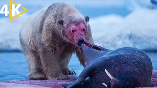 National Geographic Documentary On Polar Bear Life Full Episode