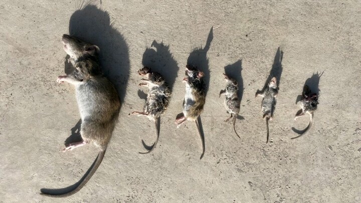 The mouse family was wiped out