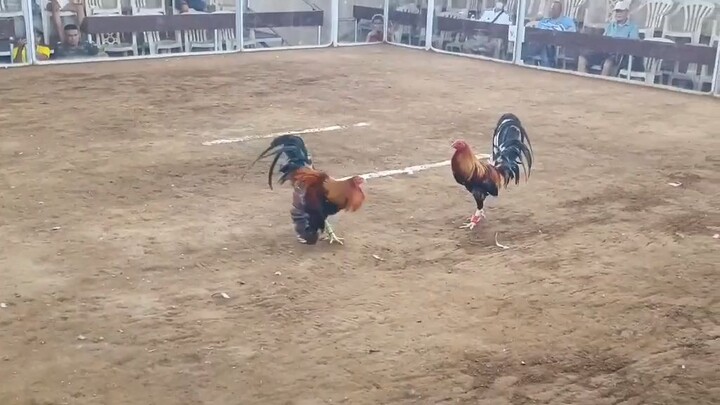 3-cock derby at Passi City, Iloilo (March 24, 2024) WWD (Sweater/Albany) second fight