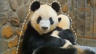 The first time I think the mother panda is cuter the baby panda