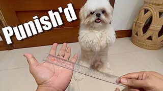 You're Punished! I Cute & Funny Shih Tzu Dog Video