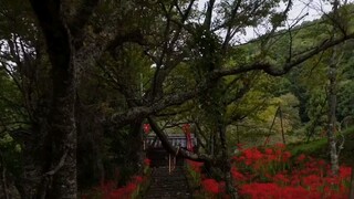 red spider lily