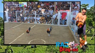 Jan 25, 2025 4cock Derby 3rd Fight DRAW 1-1-.5