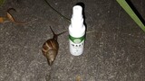 Animal | Alien Attack | Killing Achatina Snails With Salt