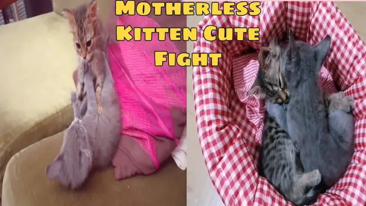Motherless Kitten Cute Playing And End Up With Non Stop Fighting