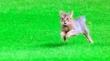 A cat breaks into the field at a Major League Baseball game
