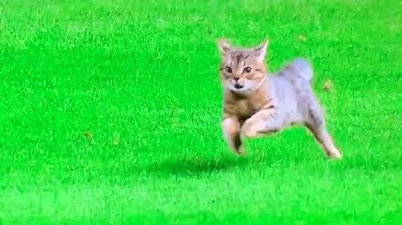 Một con mèo đột nhập vào sân trong trận đấu bóng chày Major League