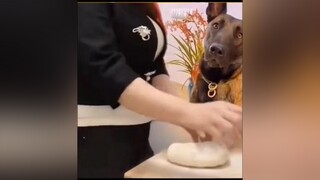 hết nước chấm 🤣🤣🤣doglover SanSangThayDoi cún ngáohusky❤️🍀 xuhuong chó_cưng trending chó petlover TikTokDieuKy chó chócute pet