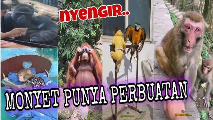 HEWAN ANEH PERSI ONDER SEPOT - katababa