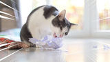 แมวประหลาด ชอบกัดกระดาษ!