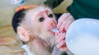 Refill The Energy!! Wow, So adorable, Tiny Luca enjoyable drinking milk after hard play with Mom