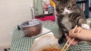 猫：对自己好点......别吃屎了！