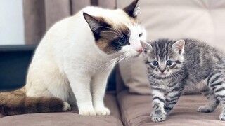 Cat Meeting New Baby Kitten for the First Time!