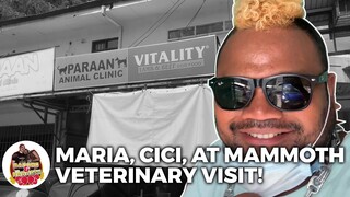 Badong & The Mammoth - Maria, Cici, at Mammoth Veterinary Visit