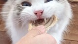 Ragdoll Cat | Feeding Moment