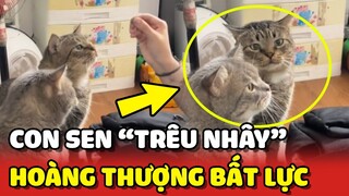 Hai em Mèo bất lực vì bị Sen trêu nhây không cho ăn ké 😂