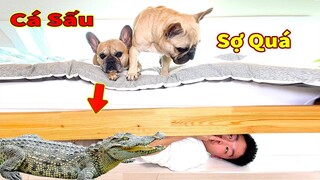 Thú Cưng TV | Thú Cưng Lầy Lội Vui Nhộn #15 | Chó mèo thông minh vui nhộn | Pets cute smart dog cat