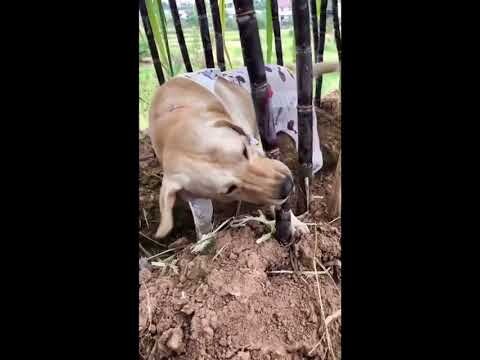 Ái chà ngon quá (dog eats sugarcane) - Pet Island #Shorts