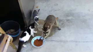 A mashup of animals eating food
