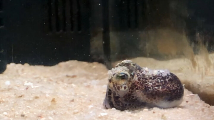 [Animal] Watching the little octopus come down from tank wall