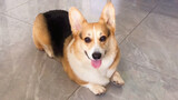 Corgi: Are you regretful about picking me up?