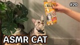 ASMR CAT | ทูน่าหน้าแซลมอนในน้ำแกรวี่