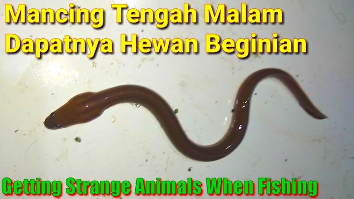 Hewan Apa Ini,? Mancing Tengah Malam Dapat Beginian